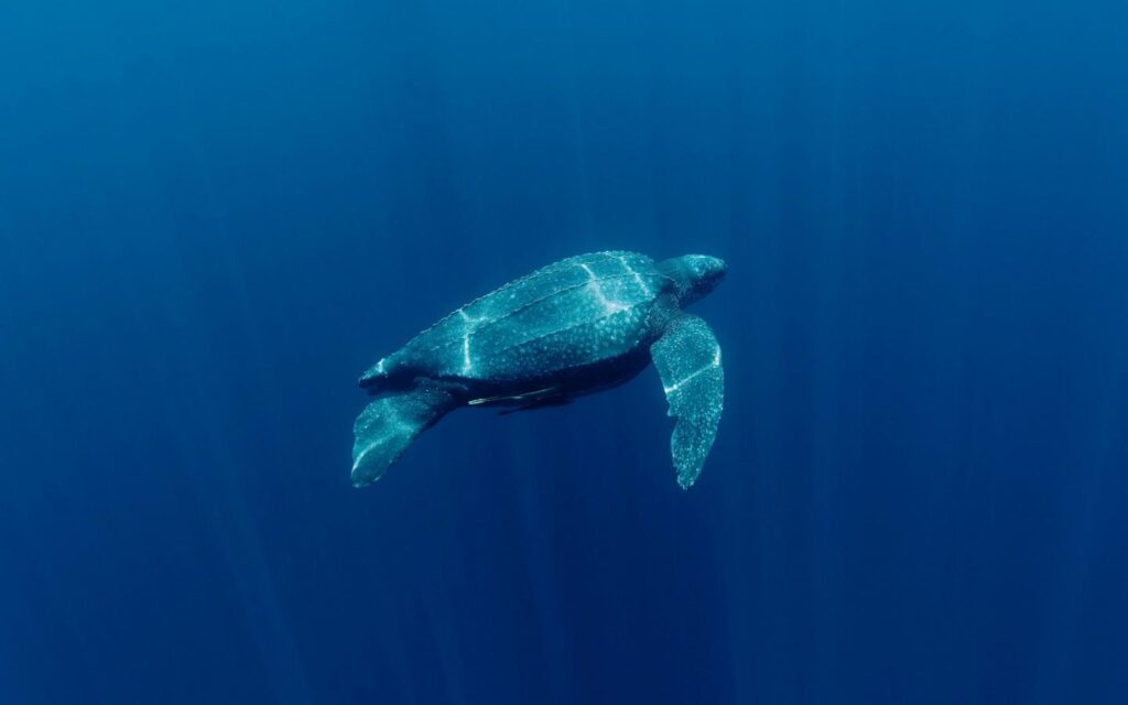 Zoom sur la tortue luth3 ©WWF