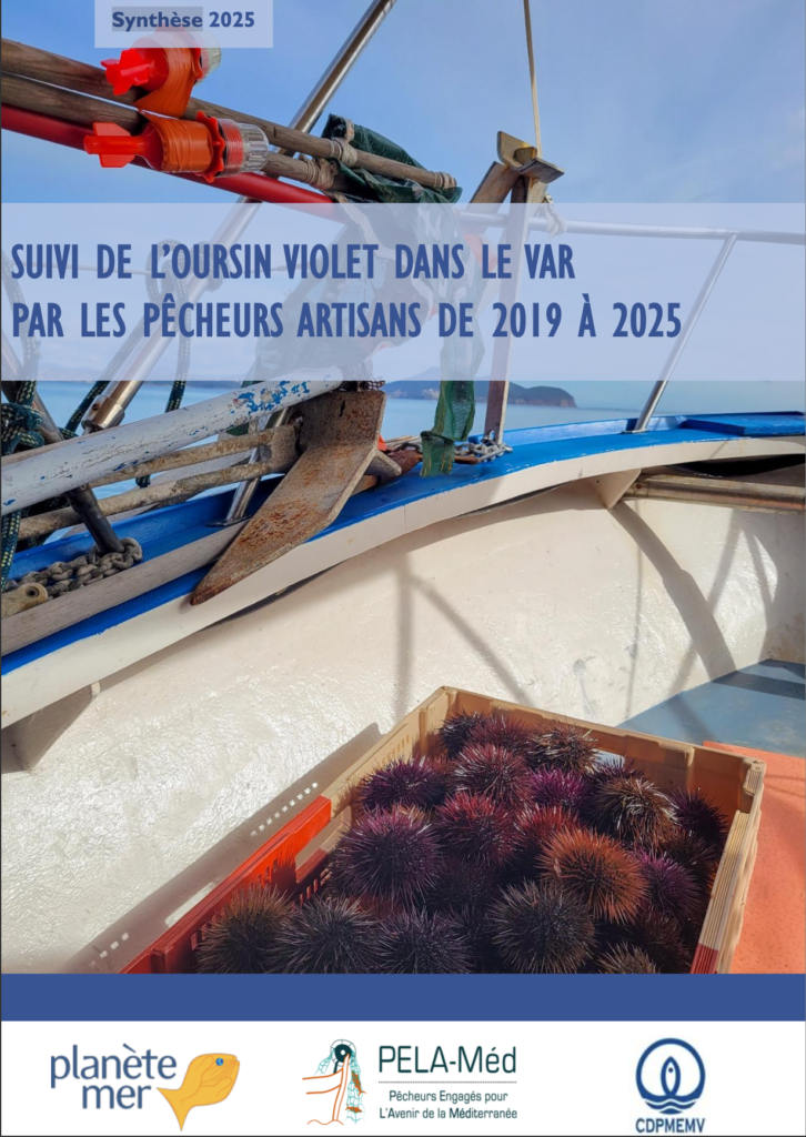 Synthèse 2025 Suivi de l'oursin violet dans le var