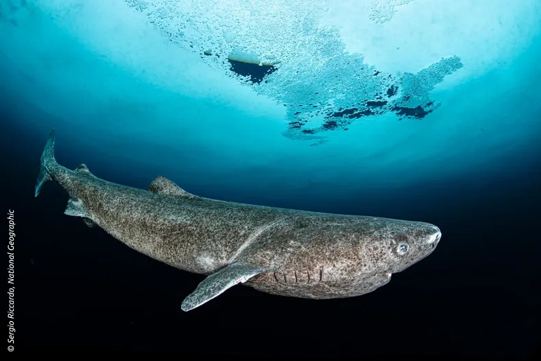 Requin du Groenland