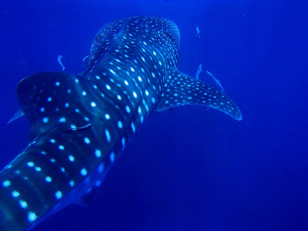 requin baleine