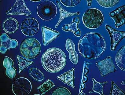 Diatomées (c)Oxfort Scientific