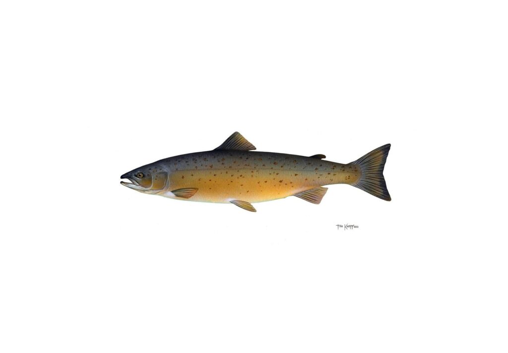 atlantic-salmon-fish