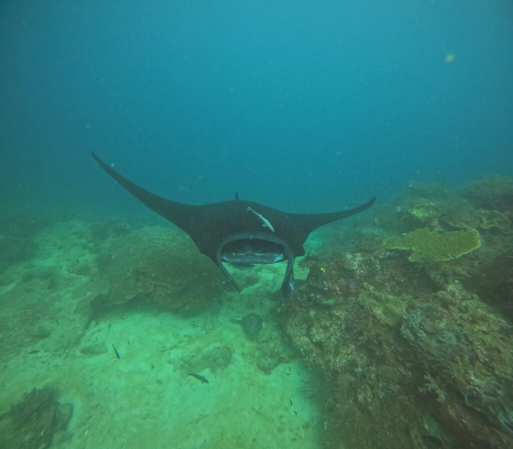 Raie Manta